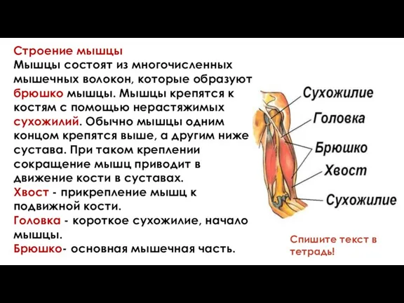 Строение мышцы Мышцы состоят из многочисленных мышечных волокон, которые образуют брюшко мышцы.