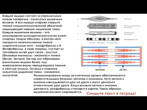 Каждая мышца состоит из параллельных пучков поперечно - полосатых мышечных волокон. И