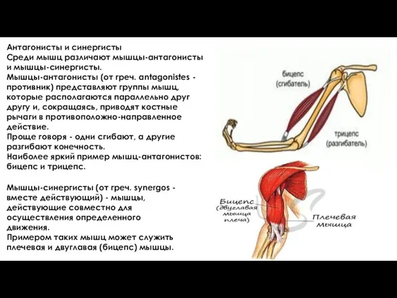 Антагонисты и синергисты Среди мышц различают мышцы-антагонисты и мышцы-синергисты. Мышцы-антагонисты (от греч.