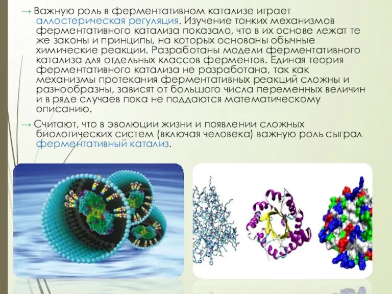 → Важную роль в ферментативном катализе играет аллостерическая регуляция. Изучение тонких механизмов