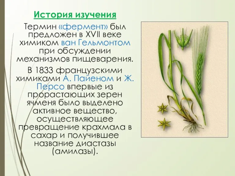 История изучения Термин «фермент» был предложен в XVII веке химиком ван Гельмонтом