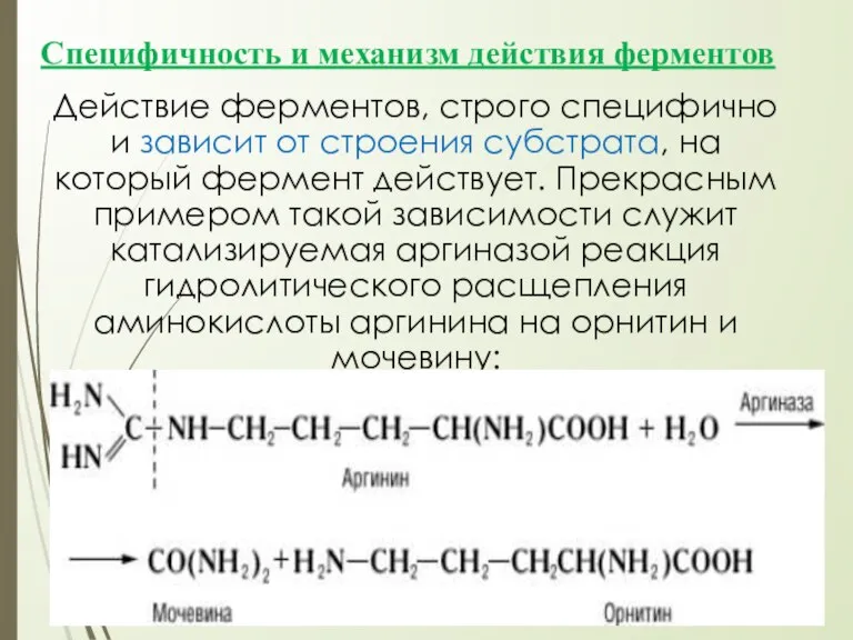 Специфичность и механизм действия ферментов Действие ферментов, строго специфично и зависит от