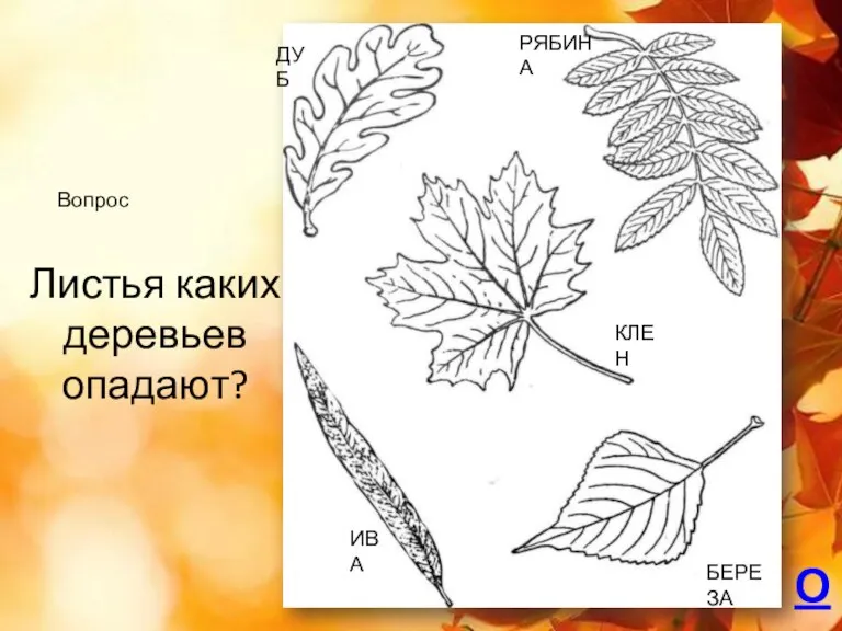 Листья каких деревьев опадают? О ДУБ РЯБИНА КЛЕН ИВА БЕРЕЗА Вопрос