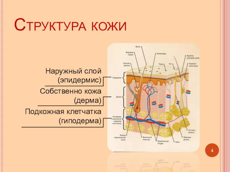 Структура кожи Наружный слой (эпидермис) Собственно кожа (дерма) Подкожная клетчатка (гиподерма)