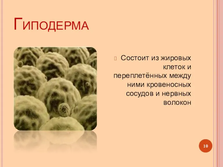 Гиподерма Состоит из жировых клеток и переплетённых между ними кровеносных сосудов и нервных волокон