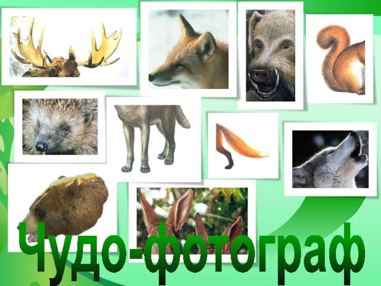 Чудо-фотограф