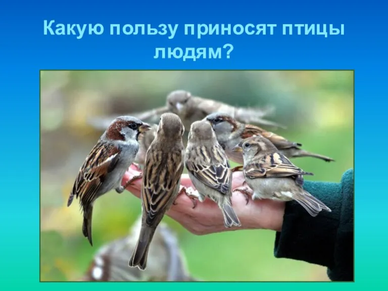 Какую пользу приносят птицы людям?