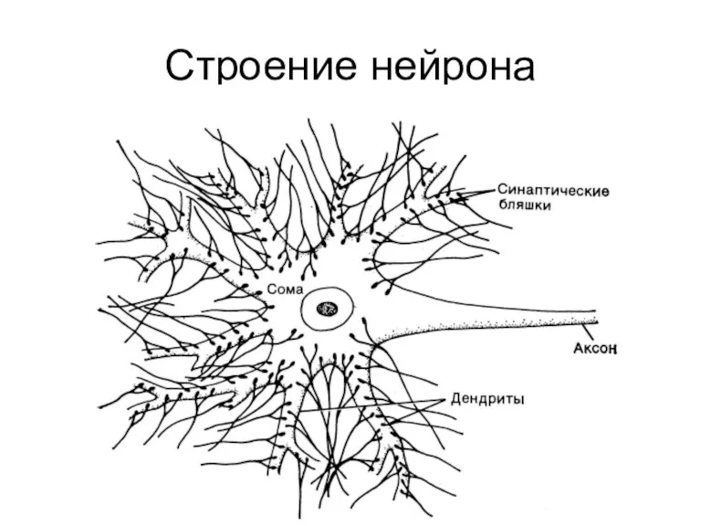 Строение нейрона