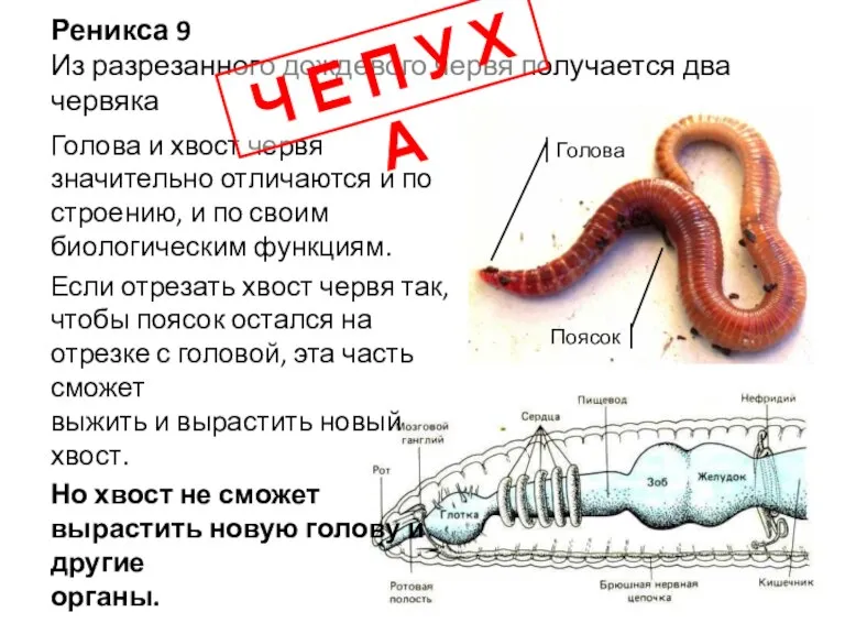 Реникса 9 Из разрезанного дождевого червя получается два червяка Поясок Голова Голова