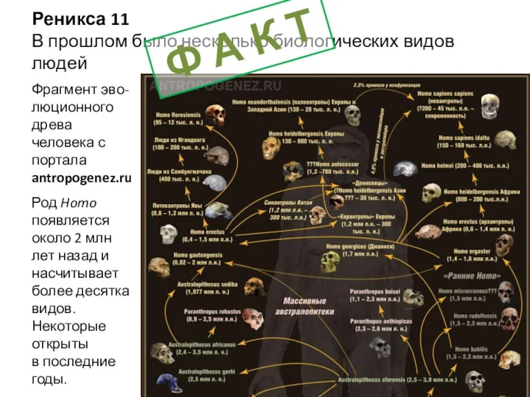 Реникса 11 В прошлом было несколько биологических видов людей Фрагмент эво-люционного древа