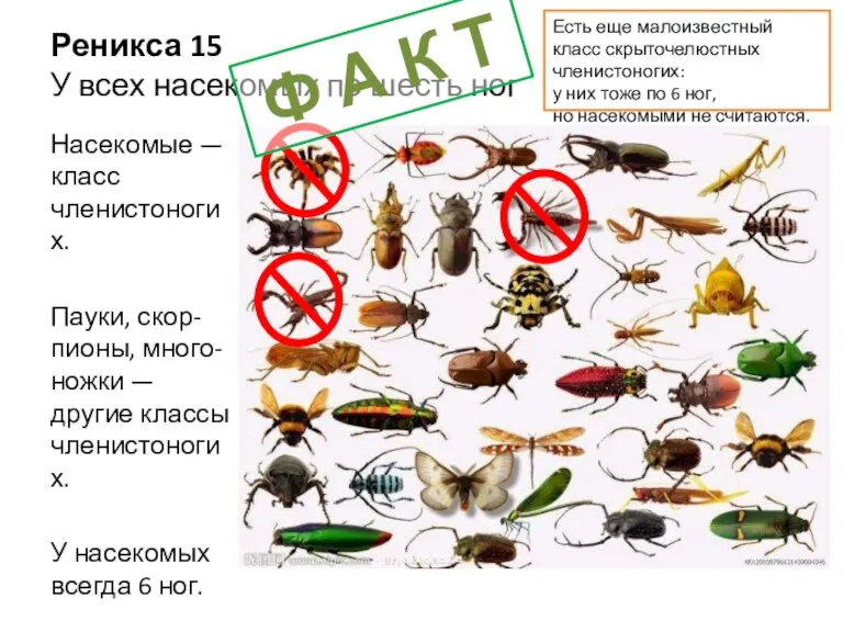 Реникса 15 У всех насекомых по шесть ног Насекомые — класс членистоногих.