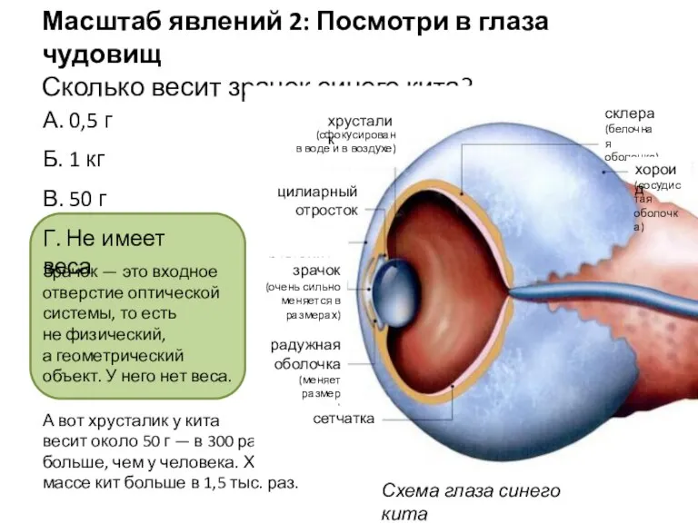 Масштаб явлений 2: Посмотри в глаза чудовищ Сколько весит зрачок синего кита?