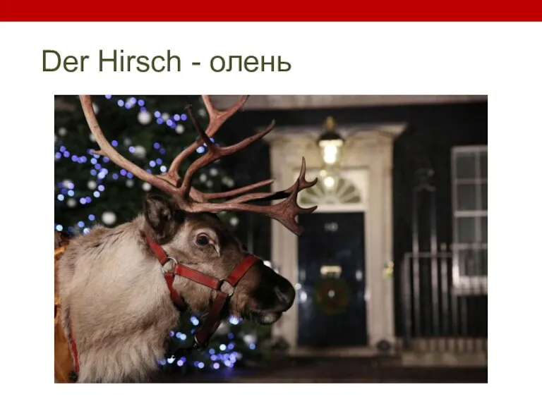 Der Hirsch - олень