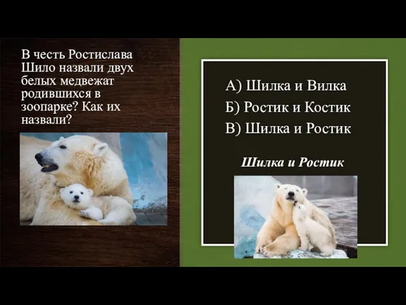 В честь Ростислава Шило назвали двух белых медвежат родившихся в зоопарке? Как