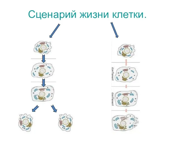 Сценарий жизни клетки.