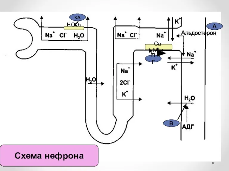 КА В ПГ А НСО3- Сa- Mg+ Схема нефрона