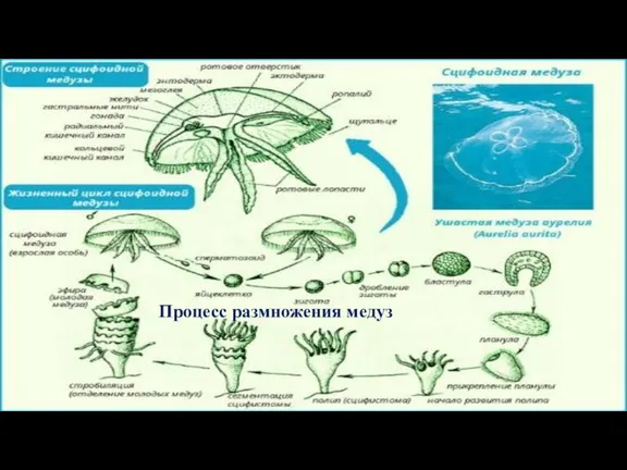 Процесс размножения медуз