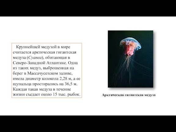 Крупнейшей медузой в мире считается аркти­ческая гигантская медуза (Суаnеа), обитающая в Северо-Западной
