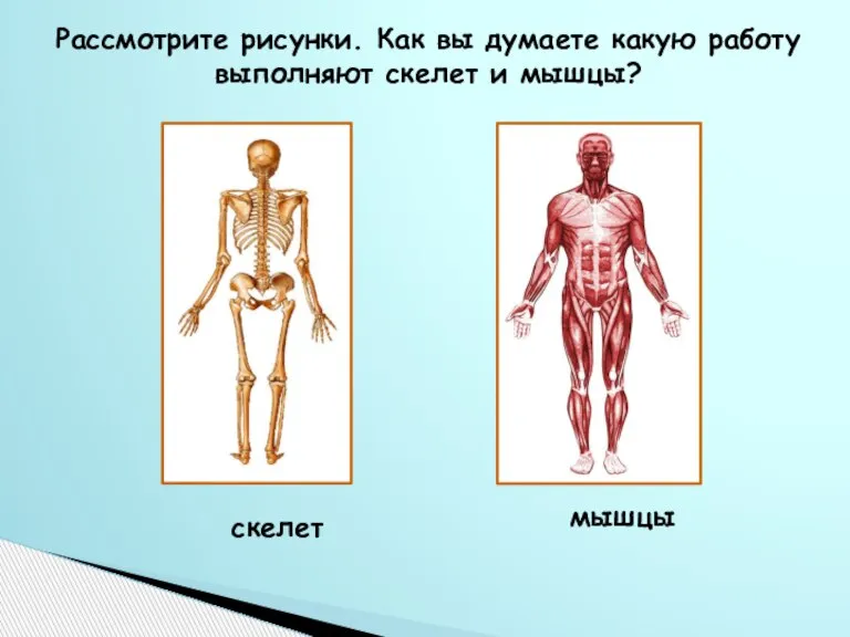 Рассмотрите рисунки. Как вы думаете какую работу выполняют скелет и мышцы? скелет мышцы