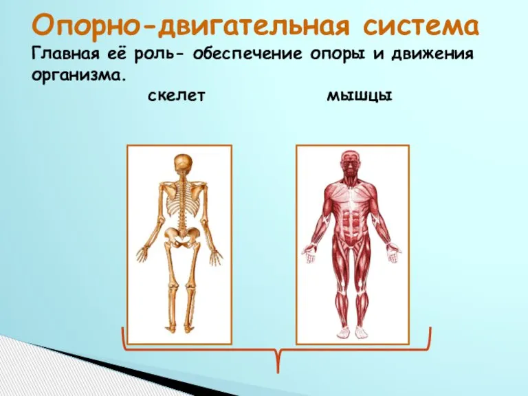 Опорно-двигательная система Главная её роль- обеспечение опоры и движения организма. скелет мышцы