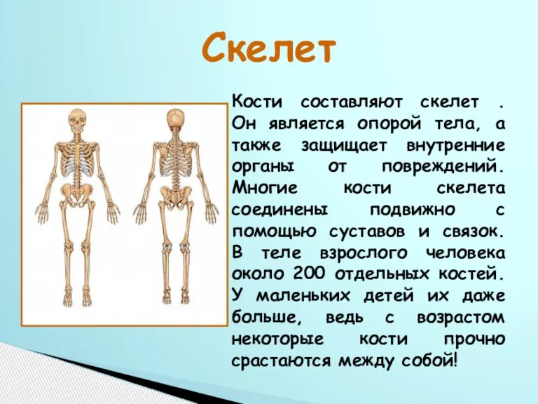 Скелет Кости составляют скелет . Он является опорой тела, а также защищает