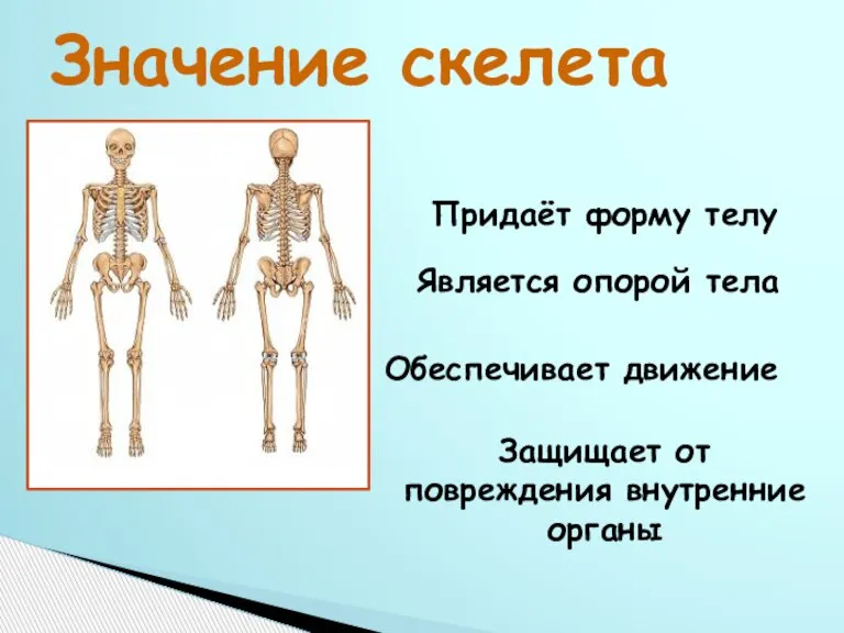 Значение скелета Придаёт форму телу Является опорой тела Обеспечивает движение Защищает от повреждения внутренние органы