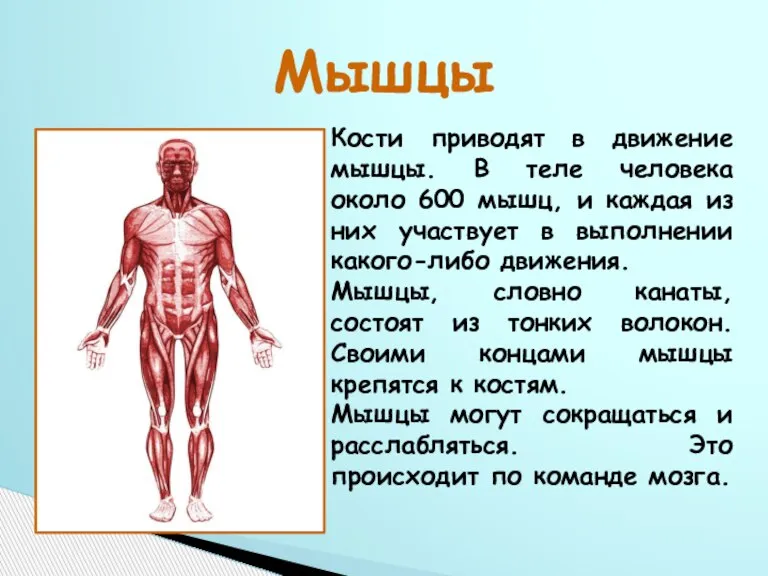 Мышцы Кости приводят в движение мышцы. В теле человека около 600 мышц,