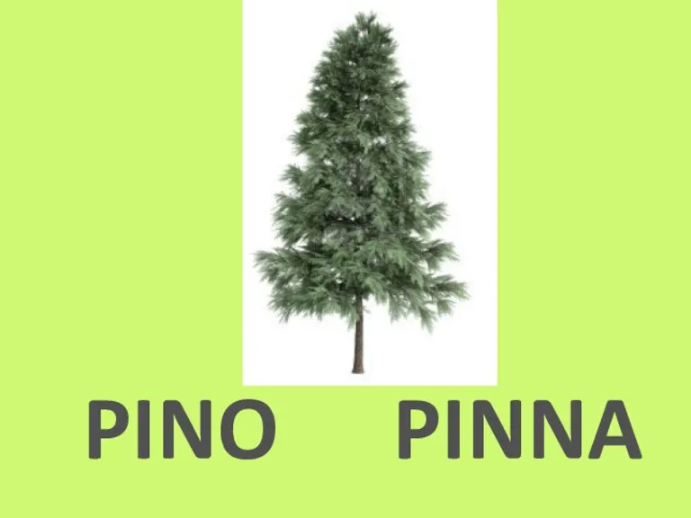 PINO PINNA