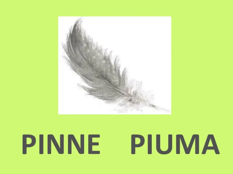 PINNE PIUMA