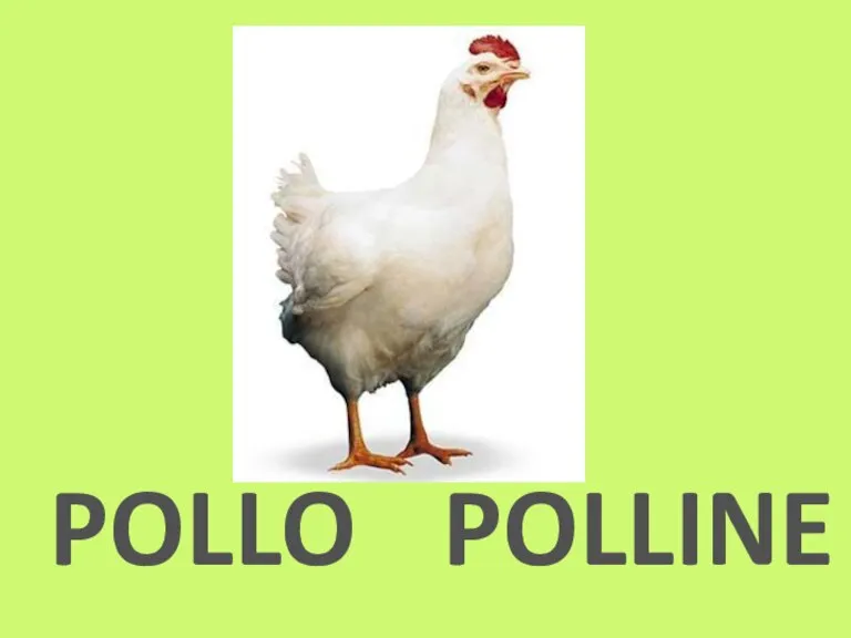 POLLO POLLINE