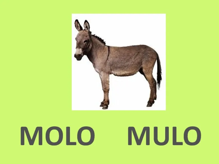 MOLO MULO