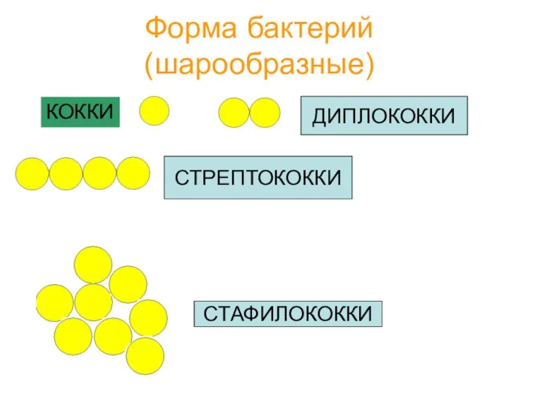 Форма бактерий (шарообразные)