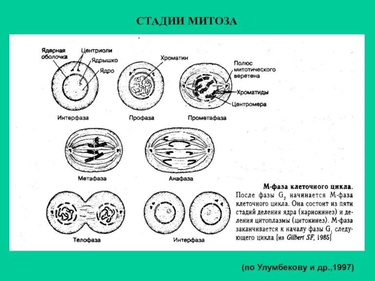СТАДИИ МИТОЗА (по Улумбекову и др.,1997)