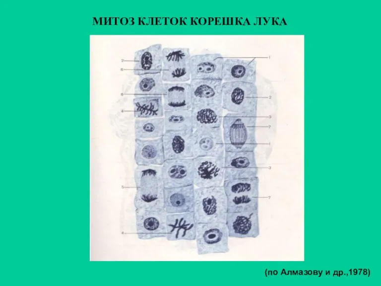 МИТОЗ КЛЕТОК КОРЕШКА ЛУКА (по Алмазову и др.,1978)