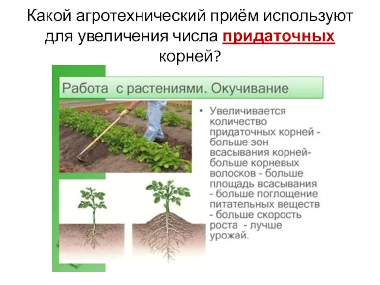 Какой агротехнический приём используют для увеличения числа придаточных корней?