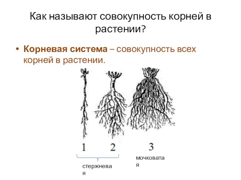 Как называют совокупность корней в растении? Корневая система – совокупность всех корней в растении. стержневая мочковатая