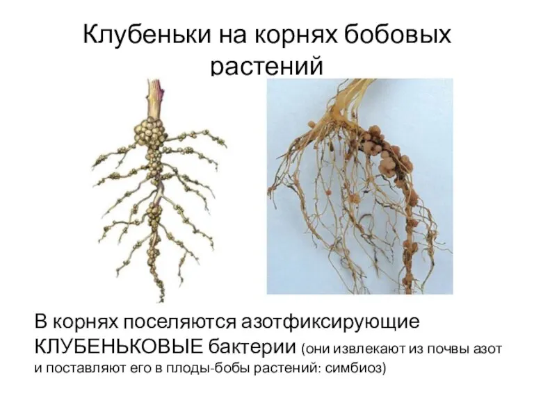 Клубеньки на корнях бобовых растений В корнях поселяются азотфиксирующие КЛУБЕНЬКОВЫЕ бактерии (они