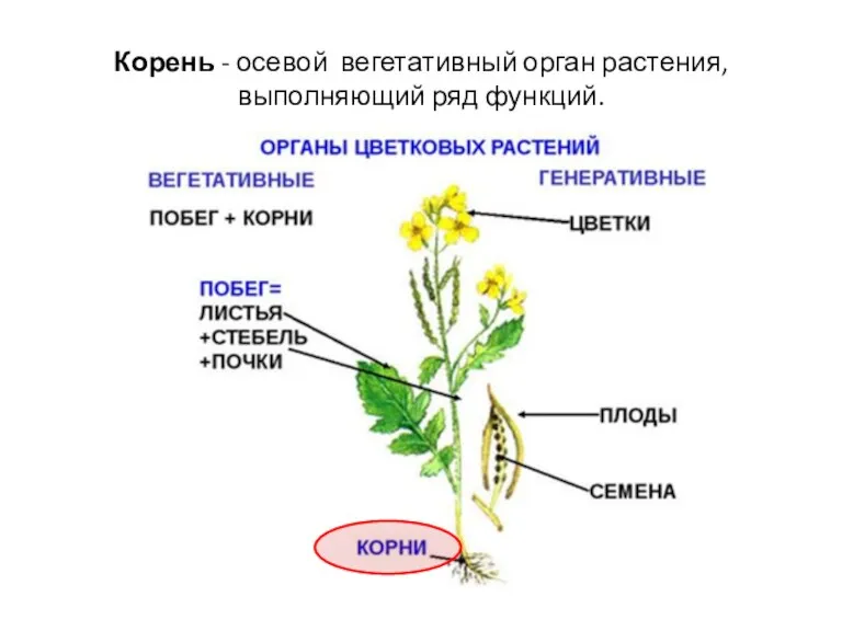 Корень - осевой вегетативный орган растения, выполняющий ряд функций.