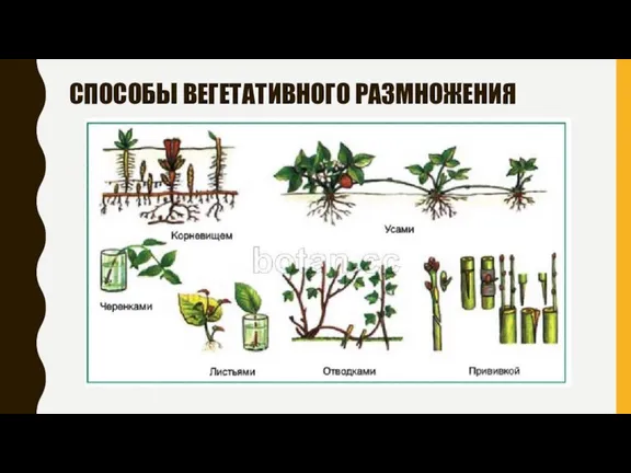 СПОСОБЫ ВЕГЕТАТИВНОГО РАЗМНОЖЕНИЯ