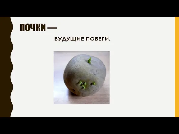 ПОЧКИ — БУДУЩИЕ ПОБЕГИ.