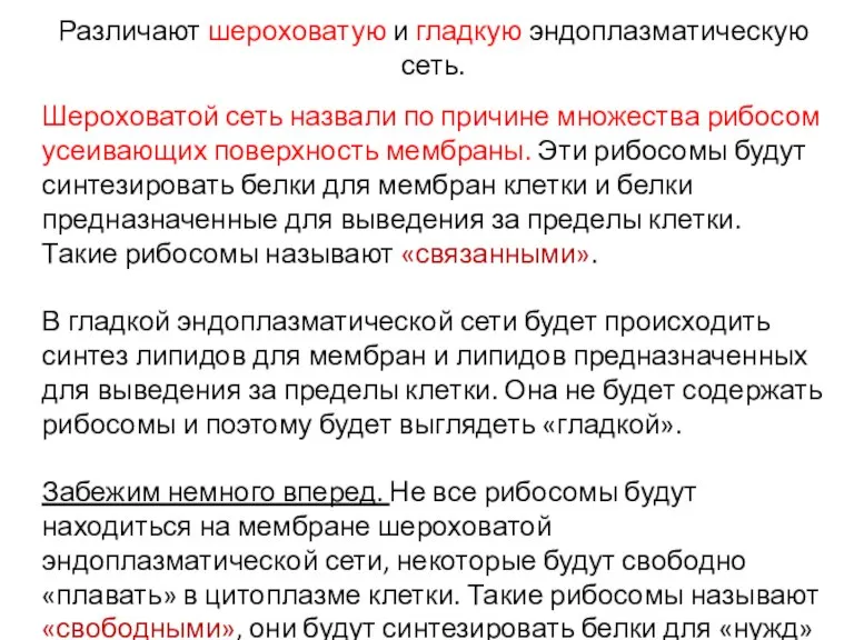 Различают шероховатую и гладкую эндоплазматическую сеть. Шероховатой сеть назвали по причине множества