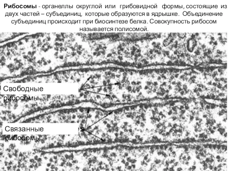 Рибосомы - органеллы округлой или грибовидной формы, состоящие из двух частей –