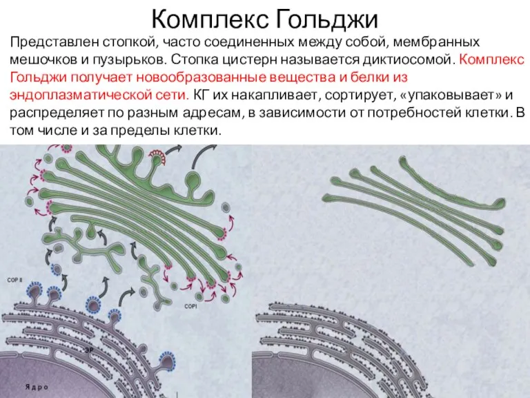 Комплекс Гольджи Представлен стопкой, часто соединенных между собой, мембранных мешочков и пузырьков.