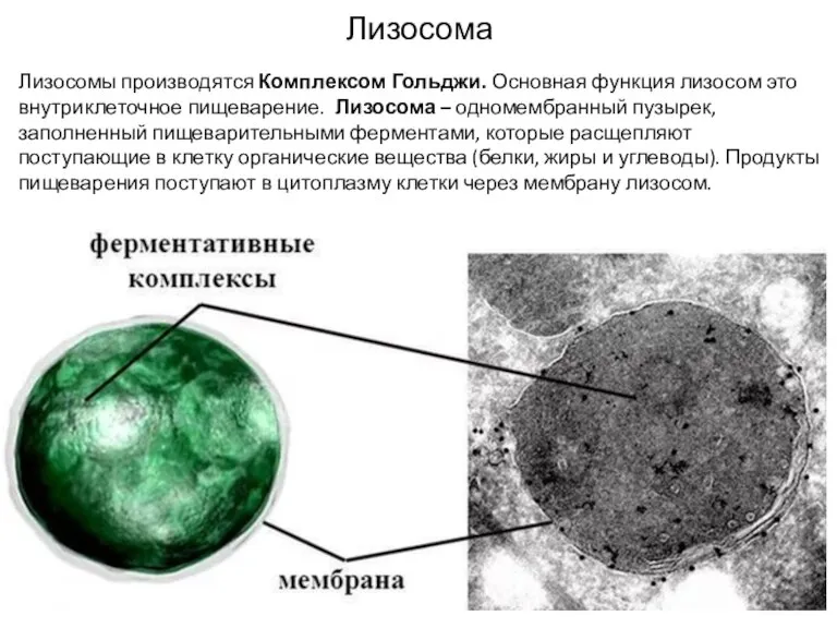 Лизосомы производятся Комплексом Гольджи. Основная функция лизосом это внутриклеточное пищеварение. Лизосома –