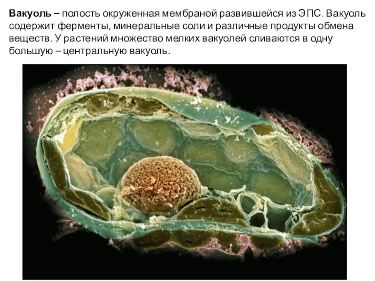 Вакуоль – полость окруженная мембраной развившейся из ЭПС. Вакуоль содержит ферменты, минеральные