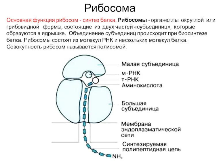Рибосома Основная функция рибосом - синтез белка. Рибосомы - органеллы округлой или