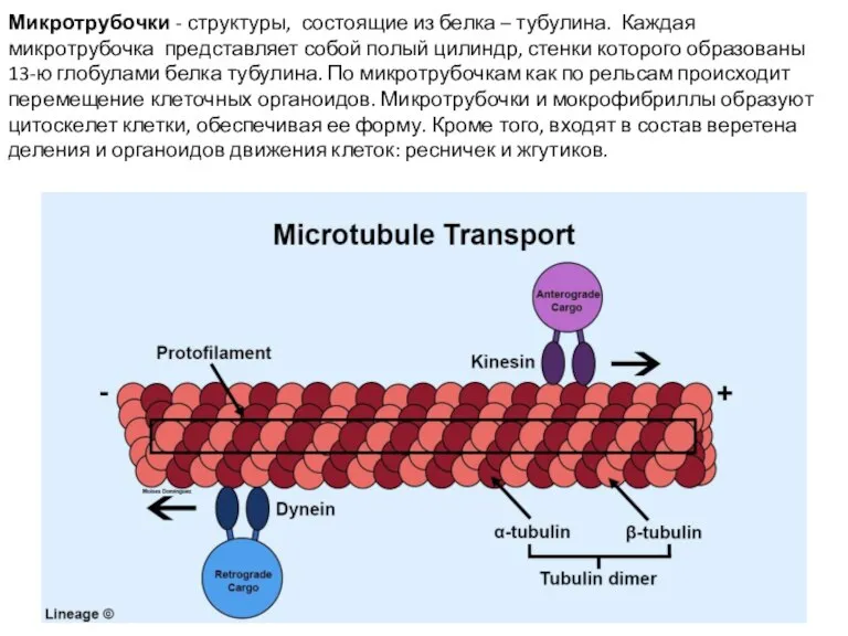 Микротрубочки - структуры, состоящие из белка – тубулина. Каждая микротрубочка представляет собой