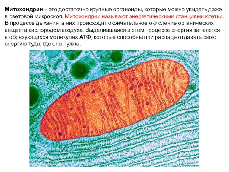 Митохондрии – это достаточно крупные органоиды, которые можно увидеть даже в световой