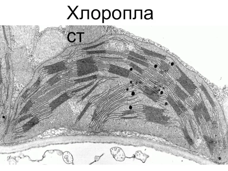 Хлоропласт