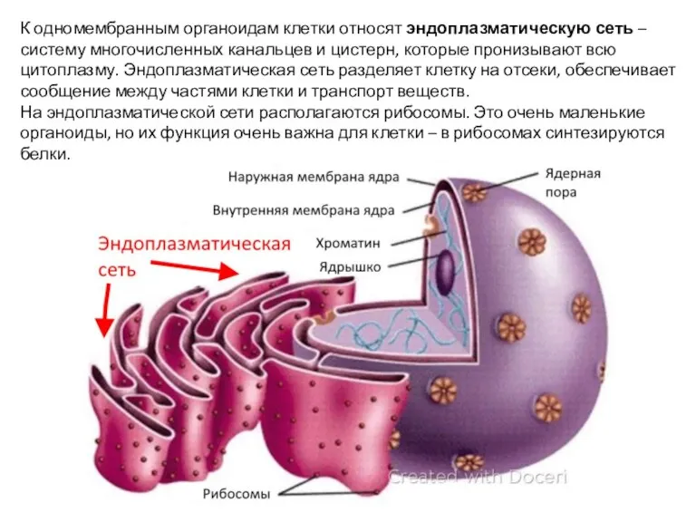 К одномембранным органоидам клетки относят эндоплазматическую сеть – систему многочисленных канальцев и